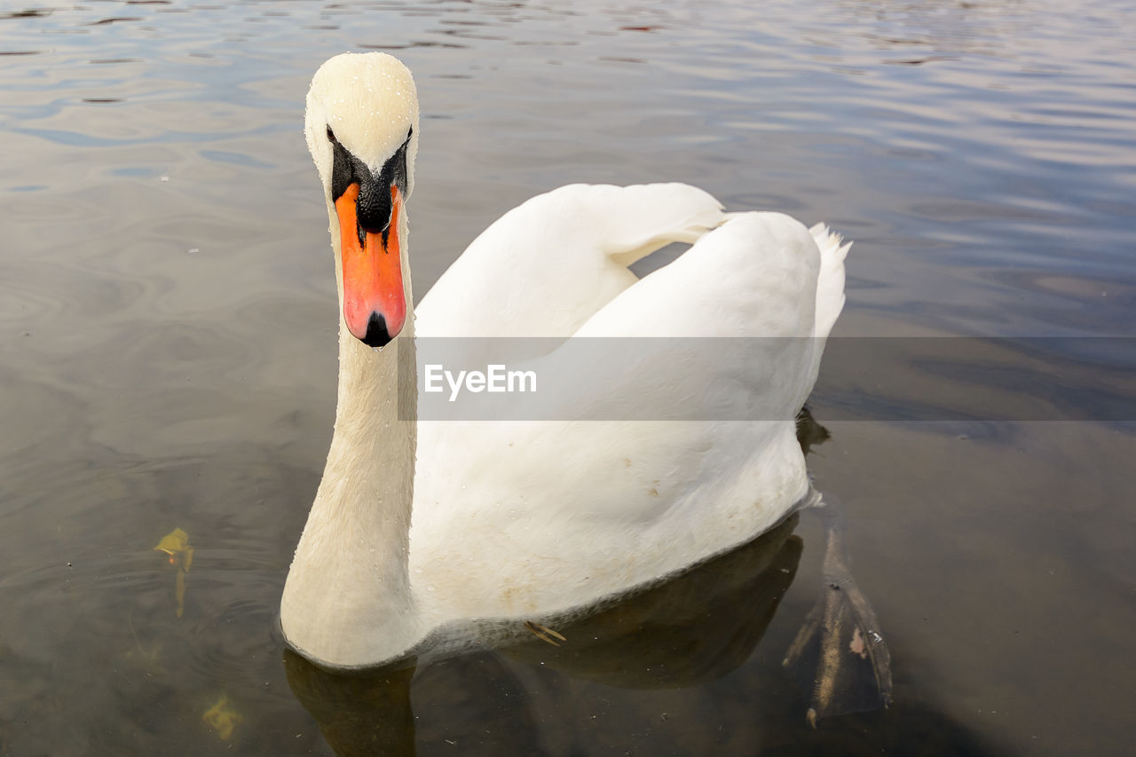 Swan swimming in lake