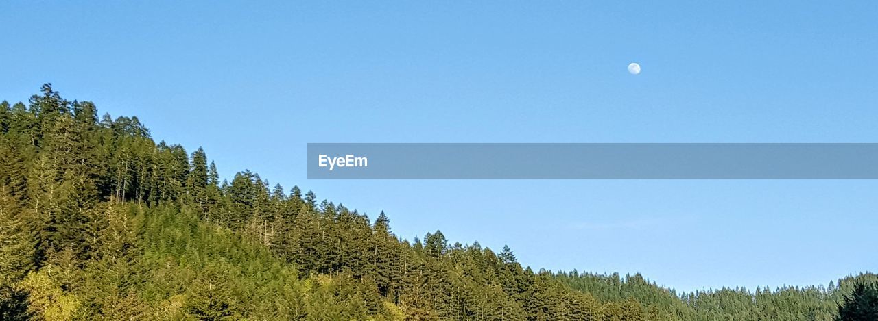 TREES IN FOREST AGAINST BLUE SKY