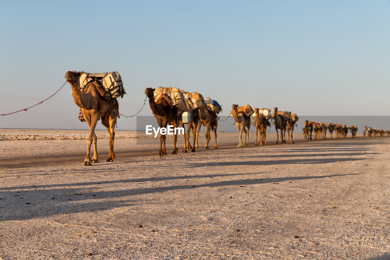 VIEW OF CAMELS ON DESERT