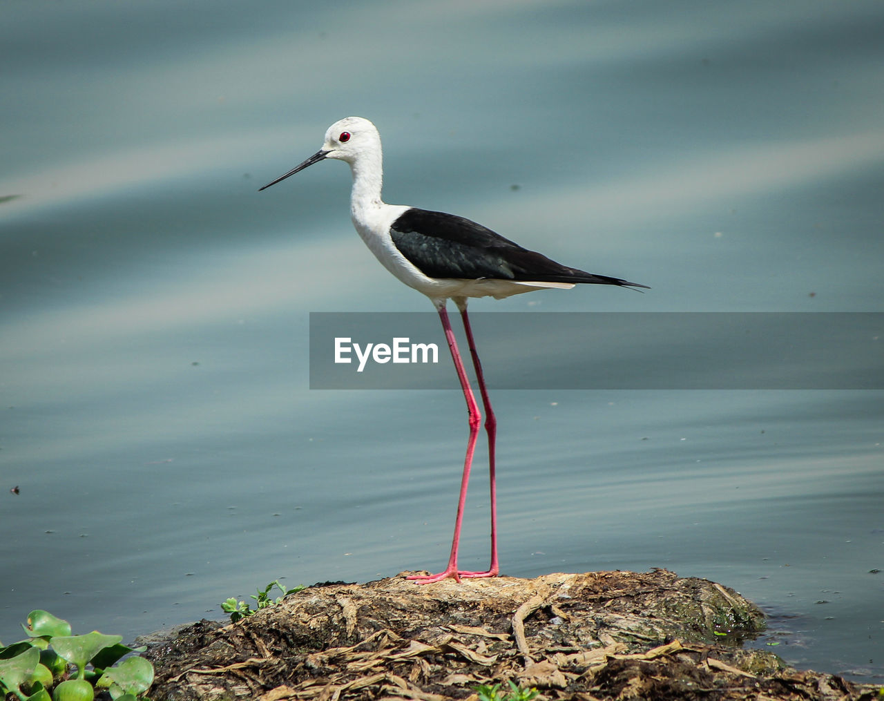 Black winged stilt