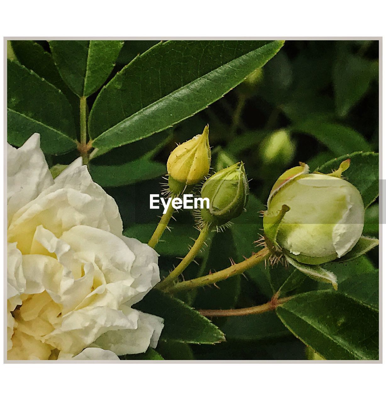 CLOSE-UP OF FLOWER