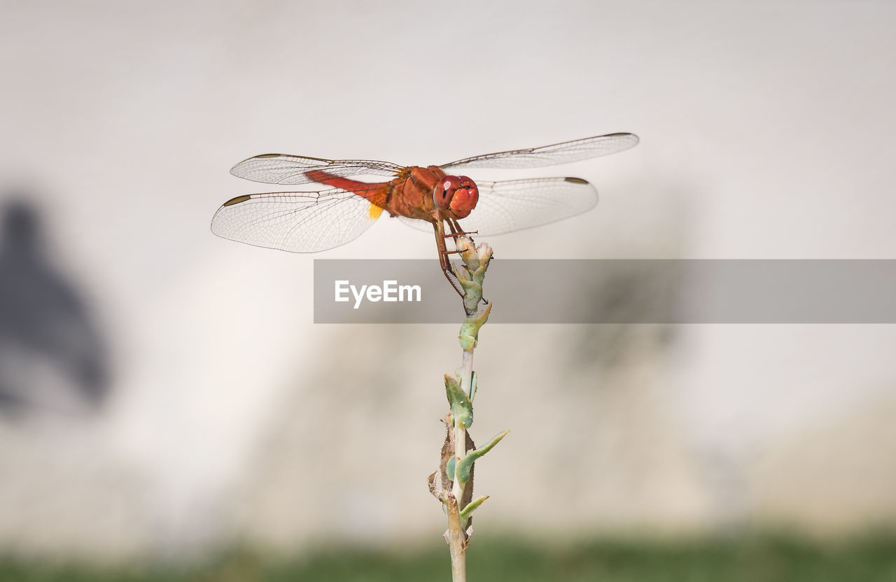 DRAGONFLY ON TWIG