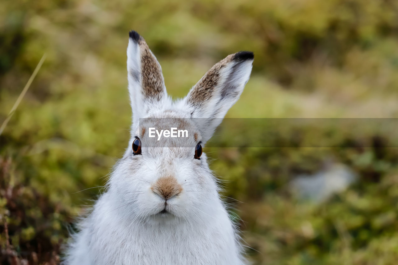 A portrait of a mountain hare