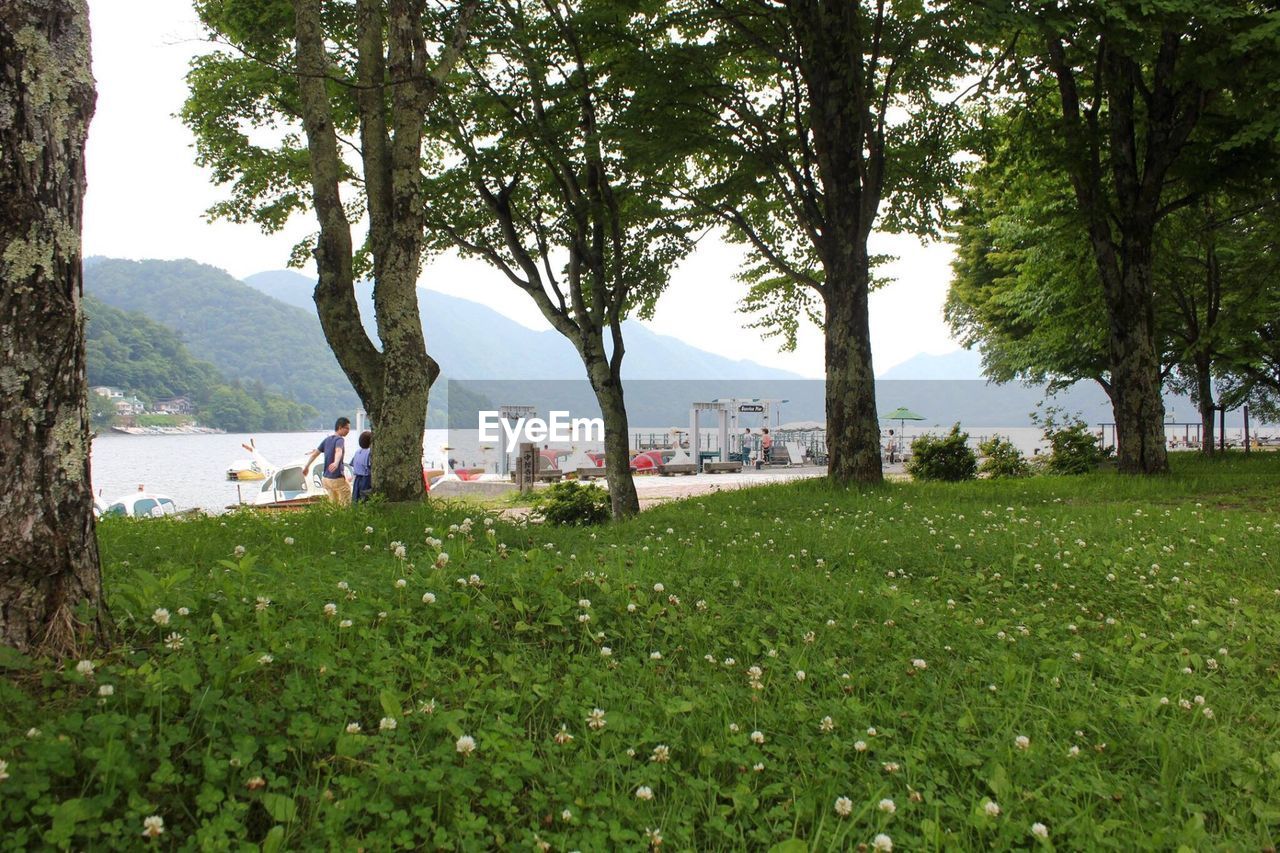 VIEW OF TREES ON LANDSCAPE