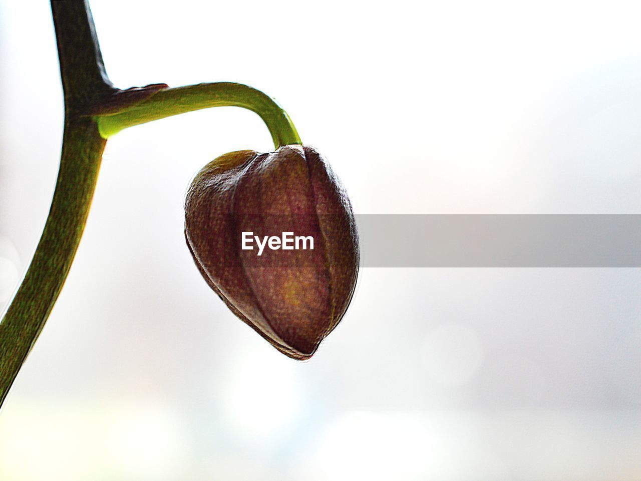 Close-up of bud on plant against sky