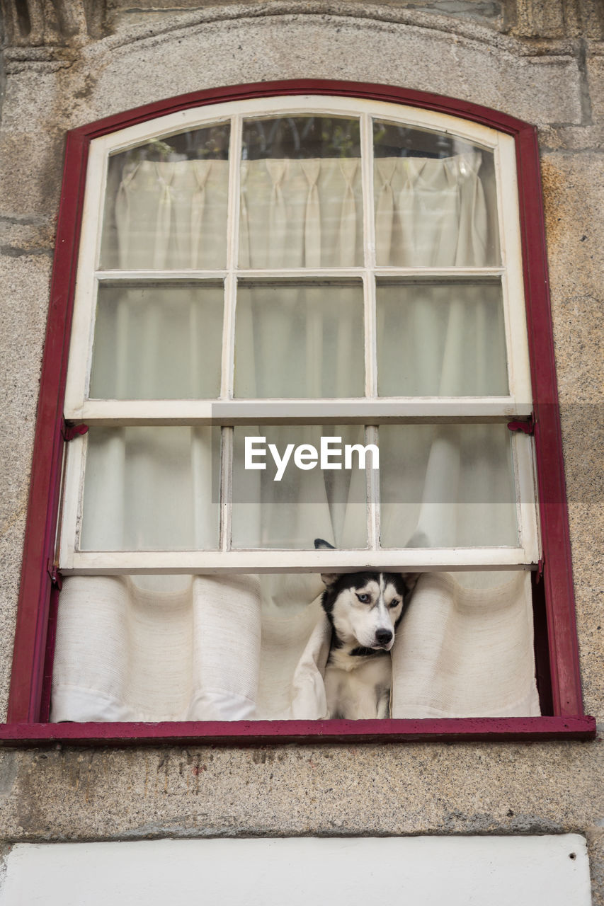 PORTRAIT OF A DOG SEEN THROUGH WINDOW