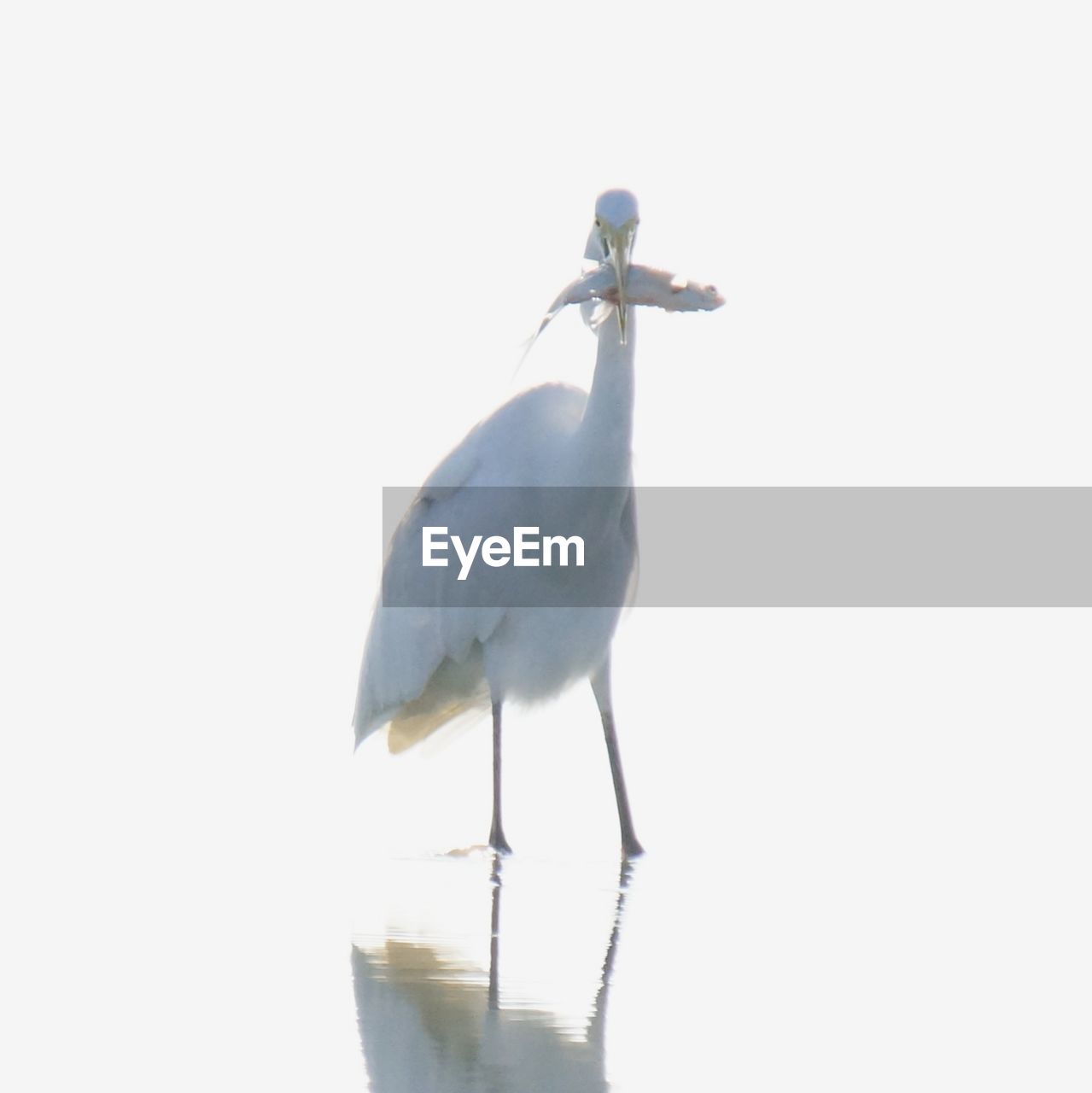 LOW ANGLE VIEW OF HERON PERCHING ON WHITE WALL