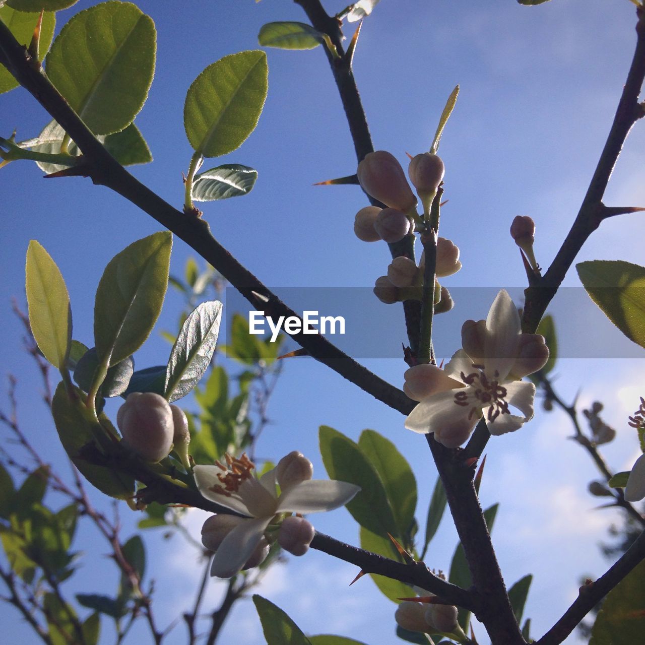 Low angle view of flowers blooming on tree