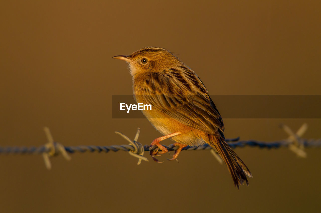 CLOSE-UP OF A BIRD PERCHING ON A PLANT