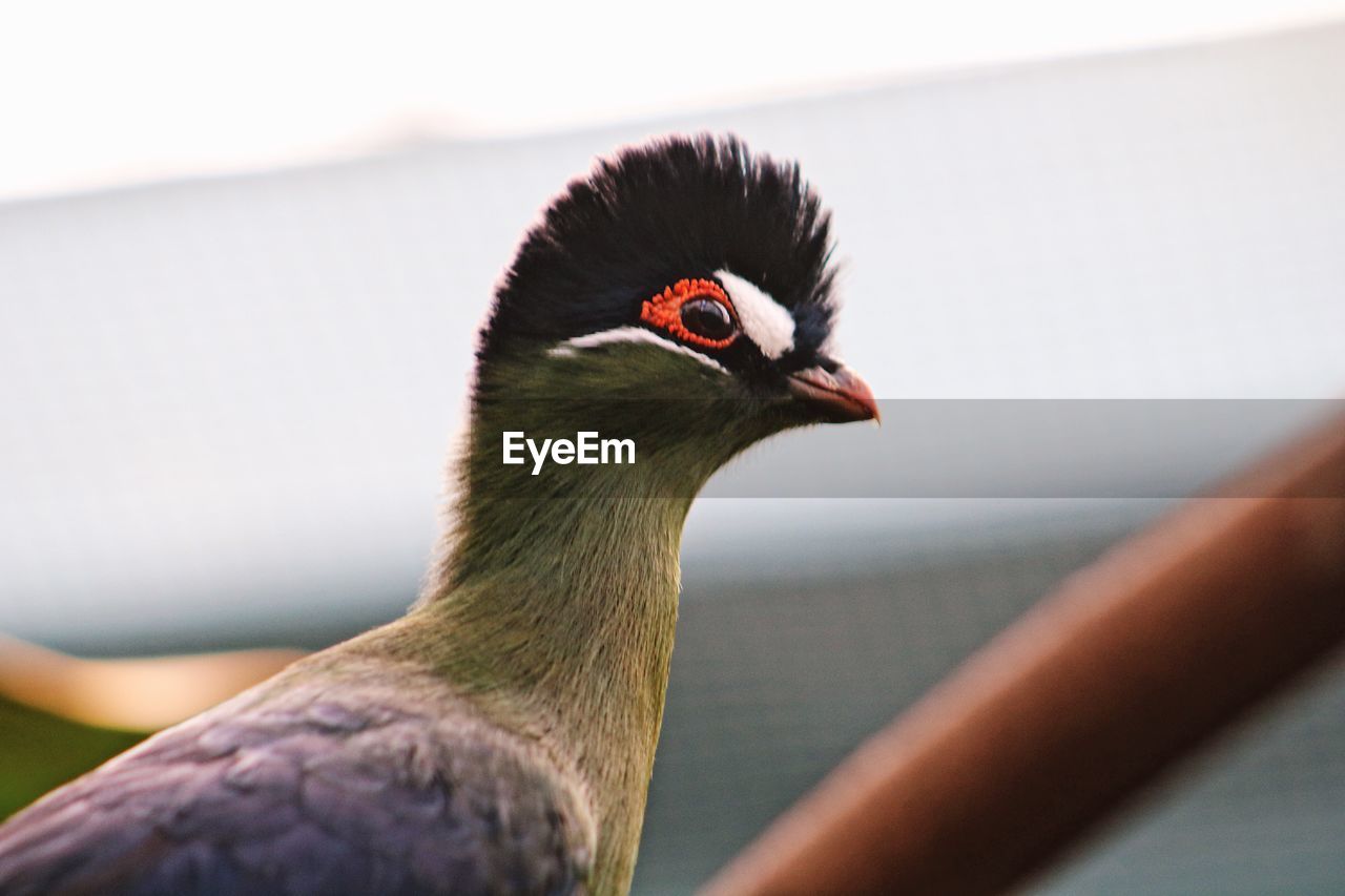 Close-up of bird against sky