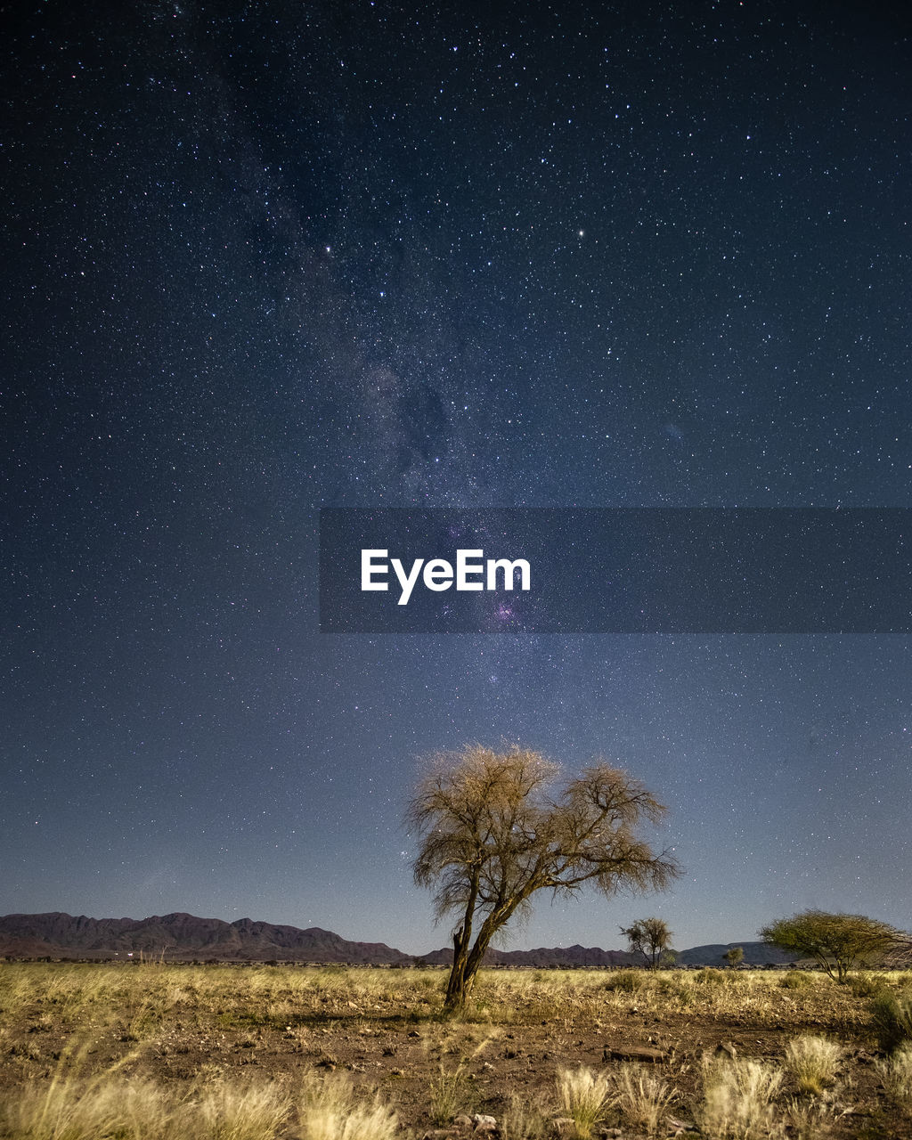Trees on field against sky at night