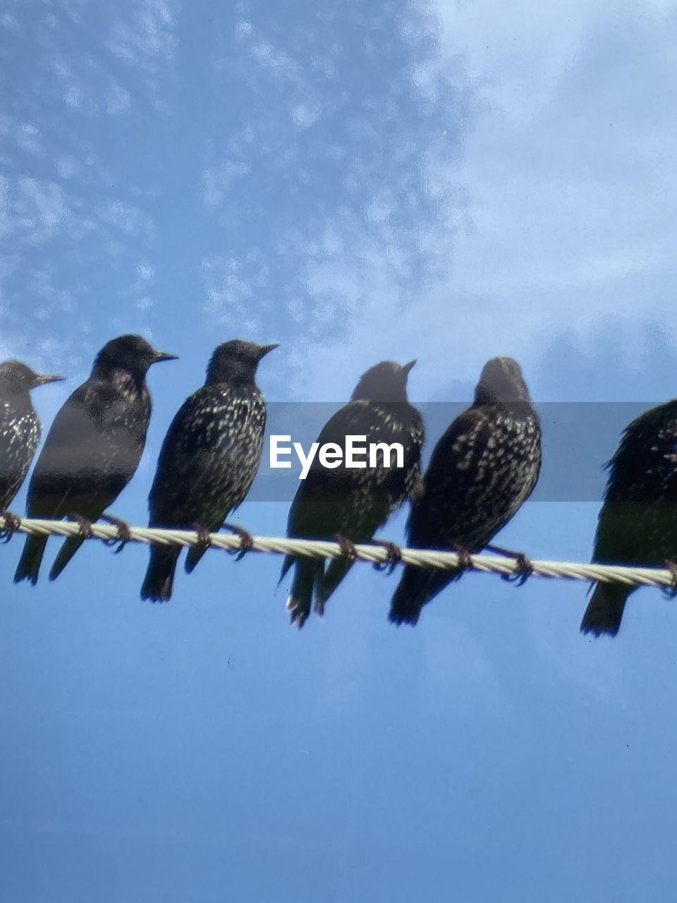 LOW ANGLE VIEW OF BIRDS PERCHING ON METAL