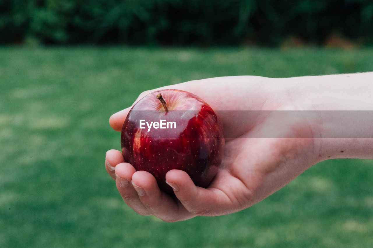 Cropped hand holding apple on field