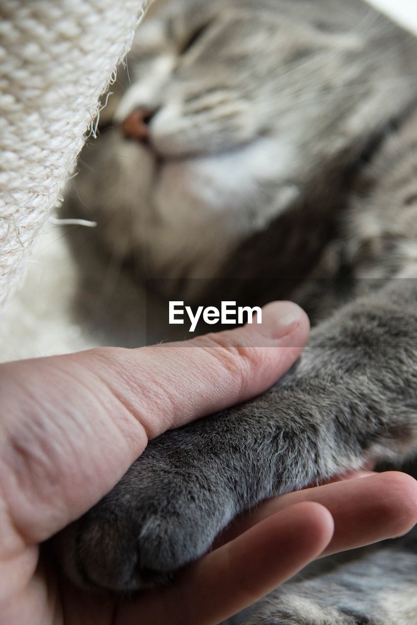 Cropped image of person holding taby cat sleeping on bed