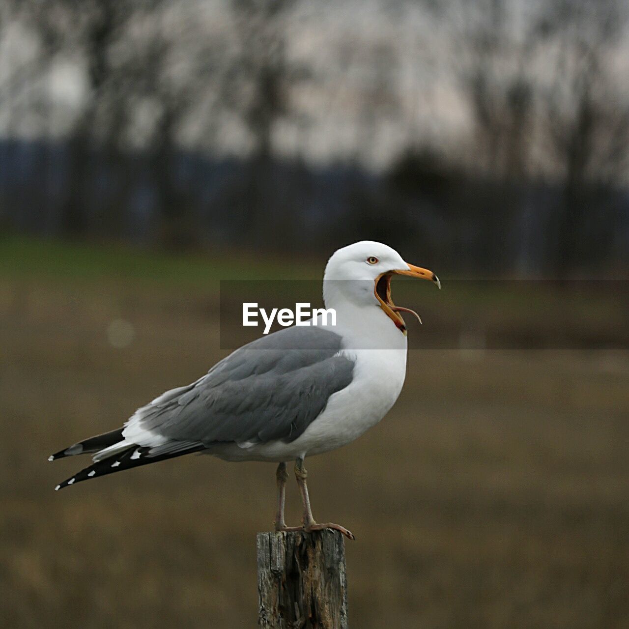 Close-up of seagull perching on wood