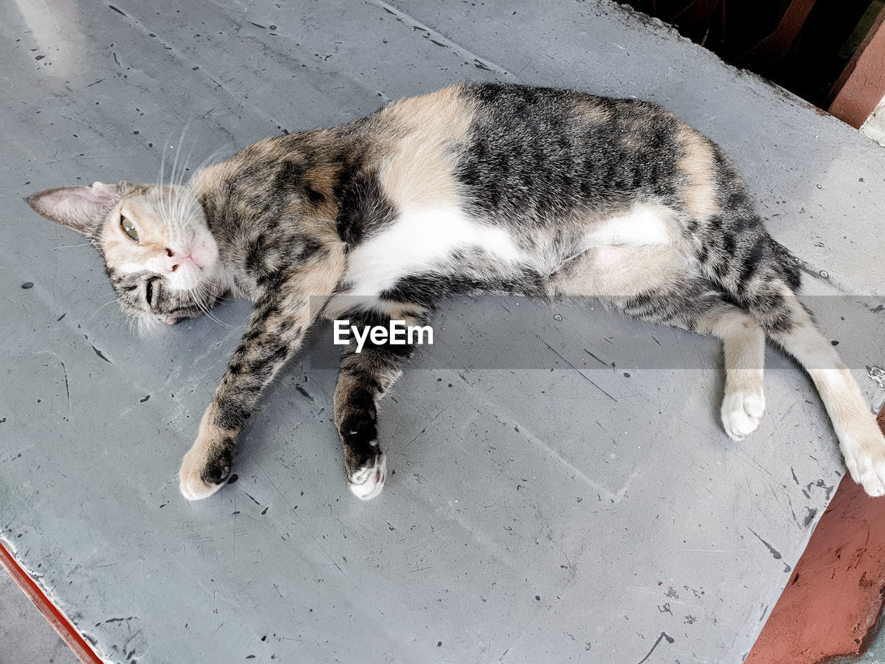 High angle view of cat sleeping