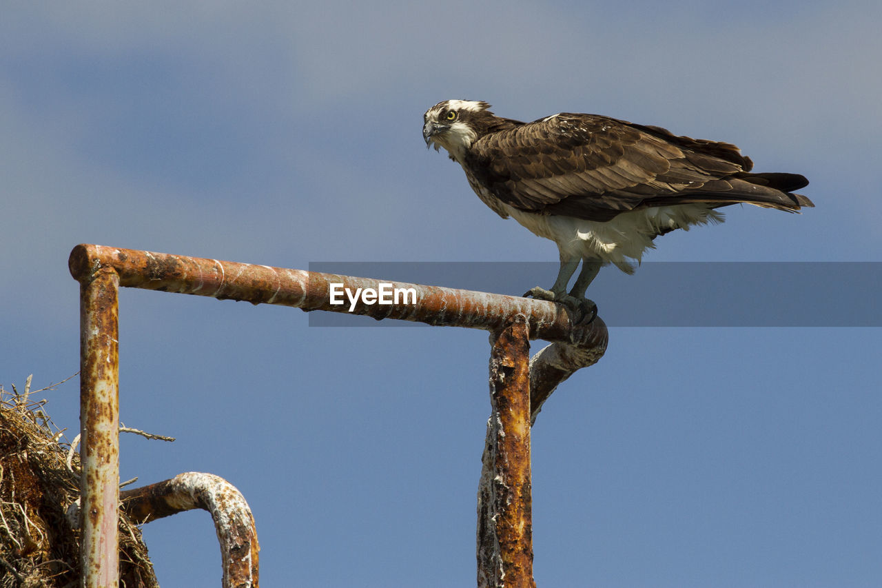 Low angle view of osprey perching against sky