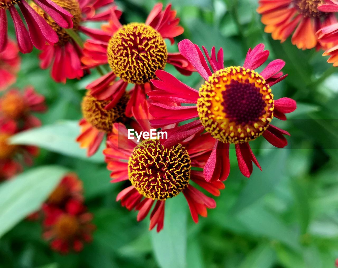 Close-up of red flowering plants in park