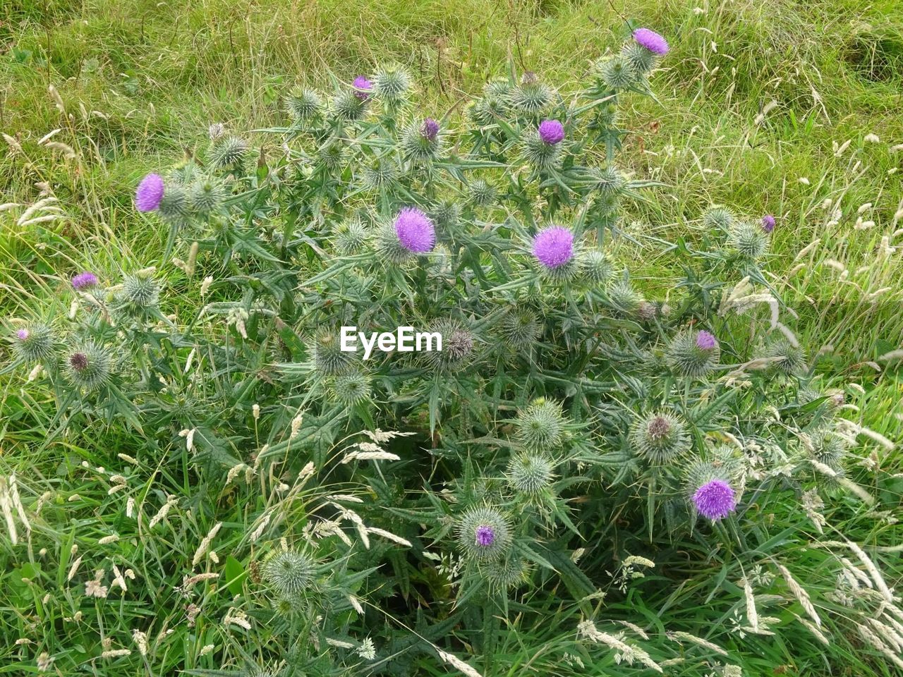 PURPLE FLOWERS BLOOMING IN FIELD