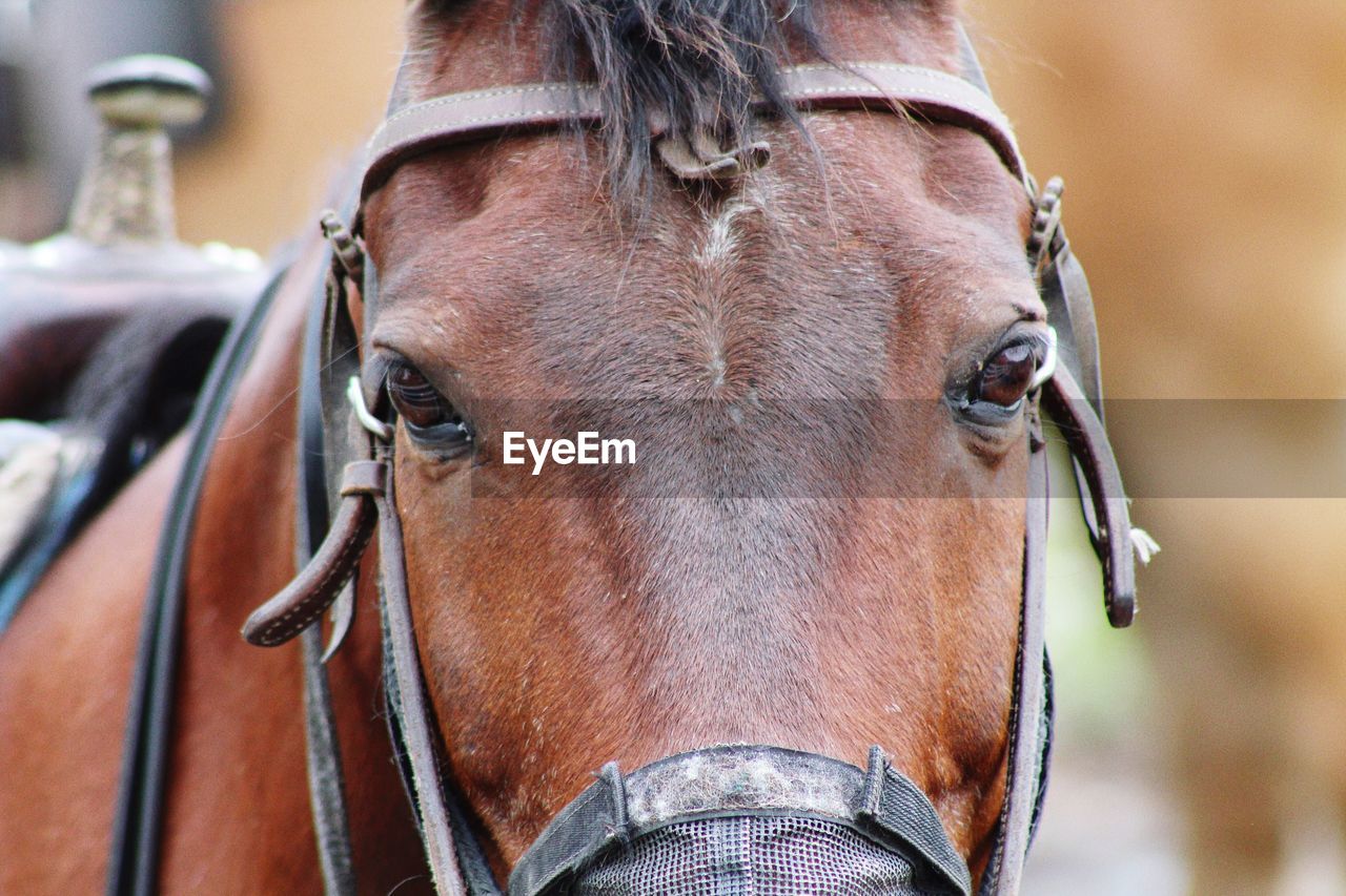 CLOSE-UP PORTRAIT OF HORSE