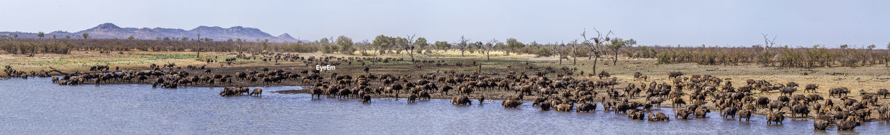 VIEW OF SHEEP ON A PLANT