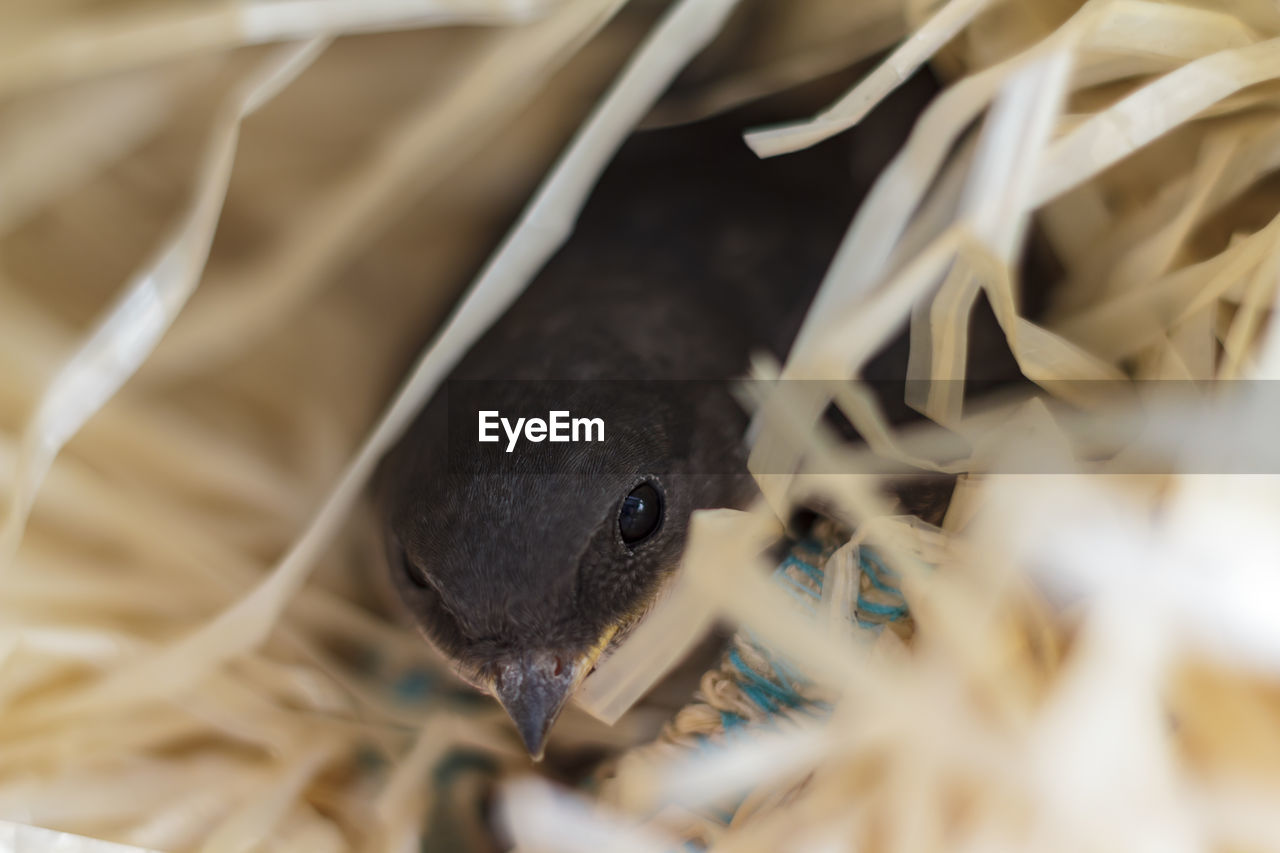 Close-up of an orphan baby swallow