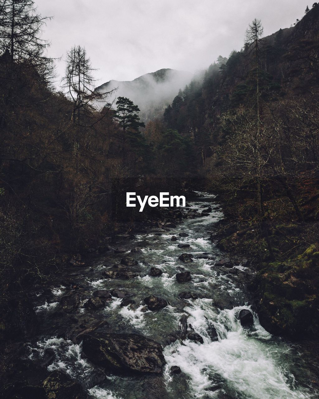 SCENIC VIEW OF RIVER FLOWING IN FOREST AGAINST SKY