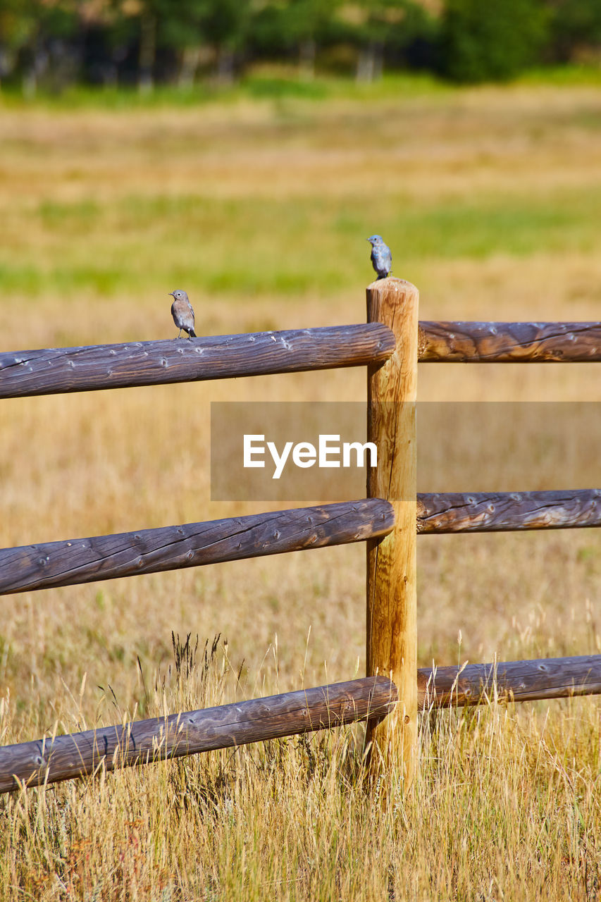 BIRDS PERCHING ON WOODEN POST