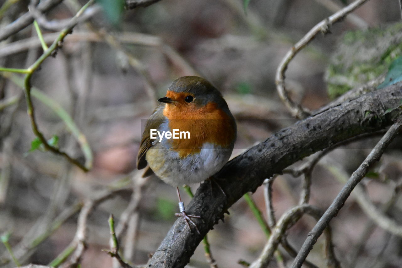 Close-up of bird perching on branch