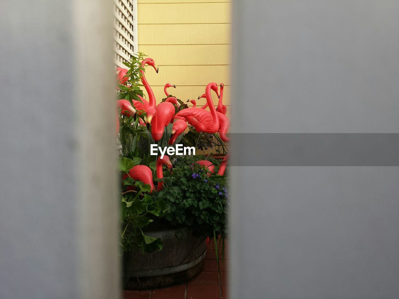 Artificial flamingos in yard seen through wooden plank