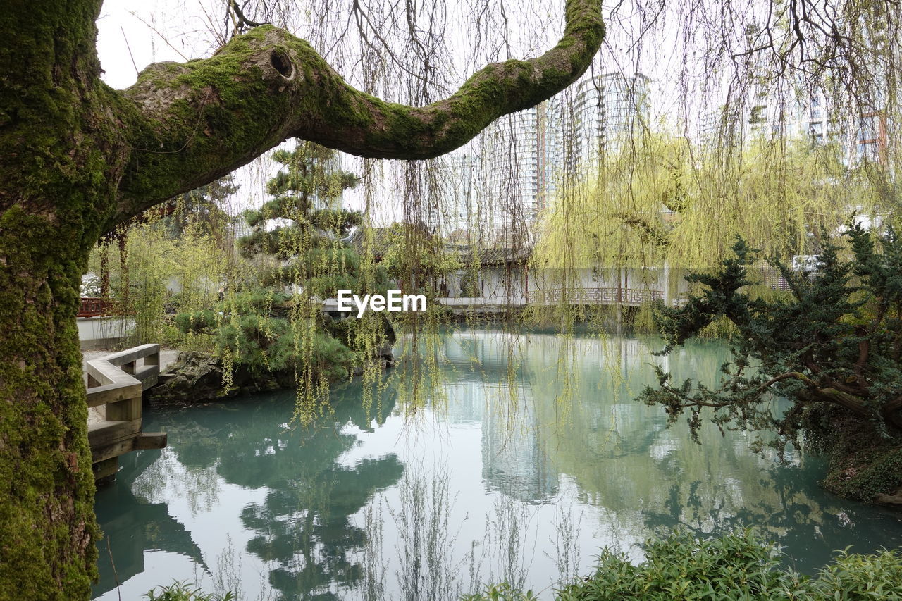 TREES BY LAKE IN FOREST