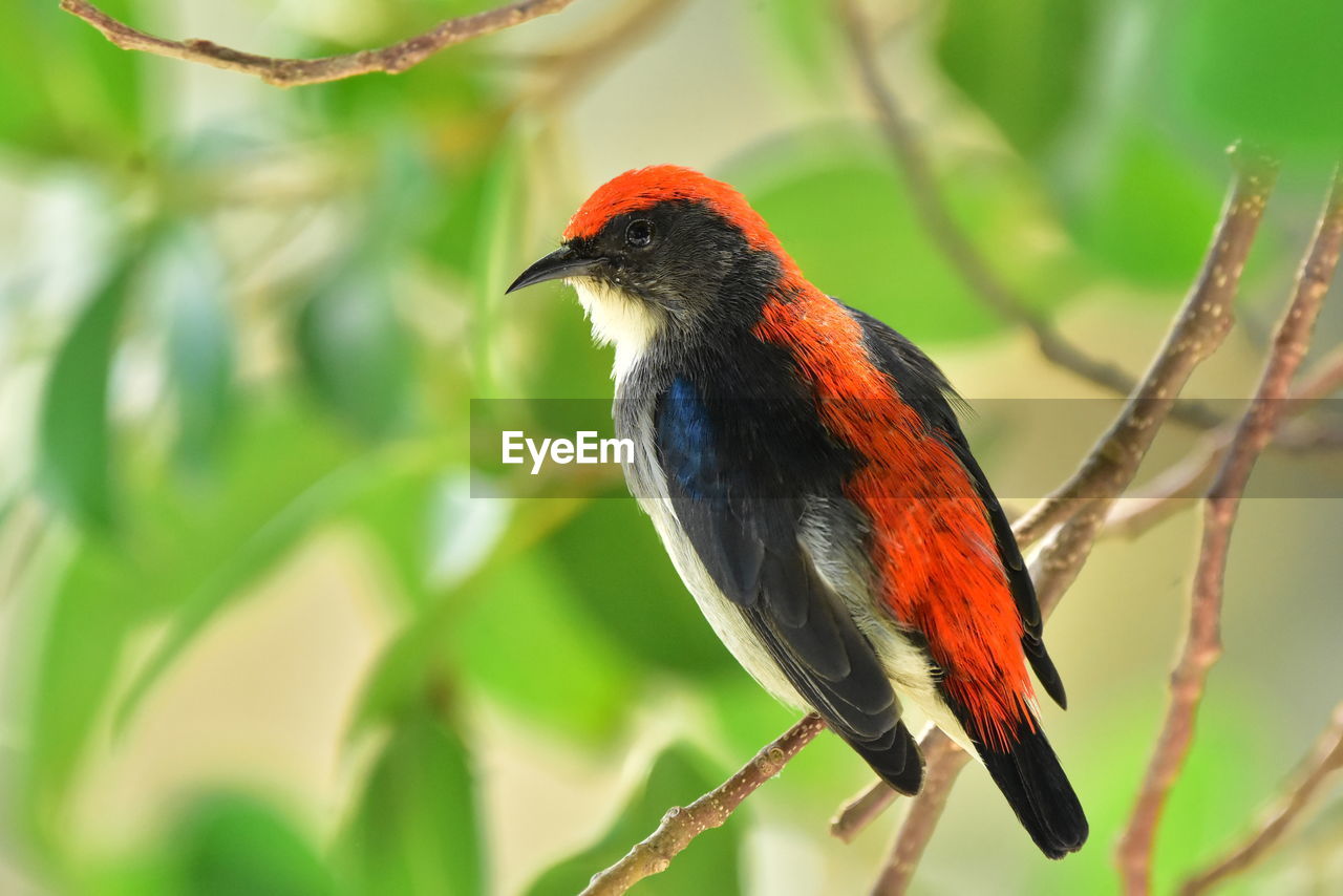 CLOSE-UP OF A BIRD PERCHING ON TREE