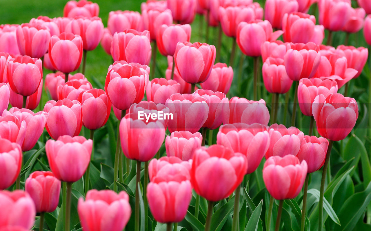 FULL FRAME SHOT OF PINK TULIPS