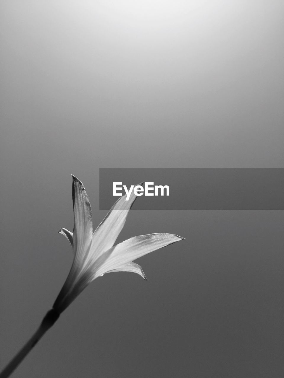 Low angle view of flower growing against clear sky on sunny day