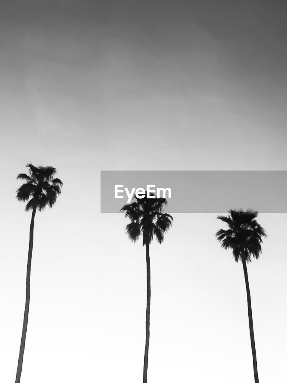 Low angle view of coconut palm trees against sky