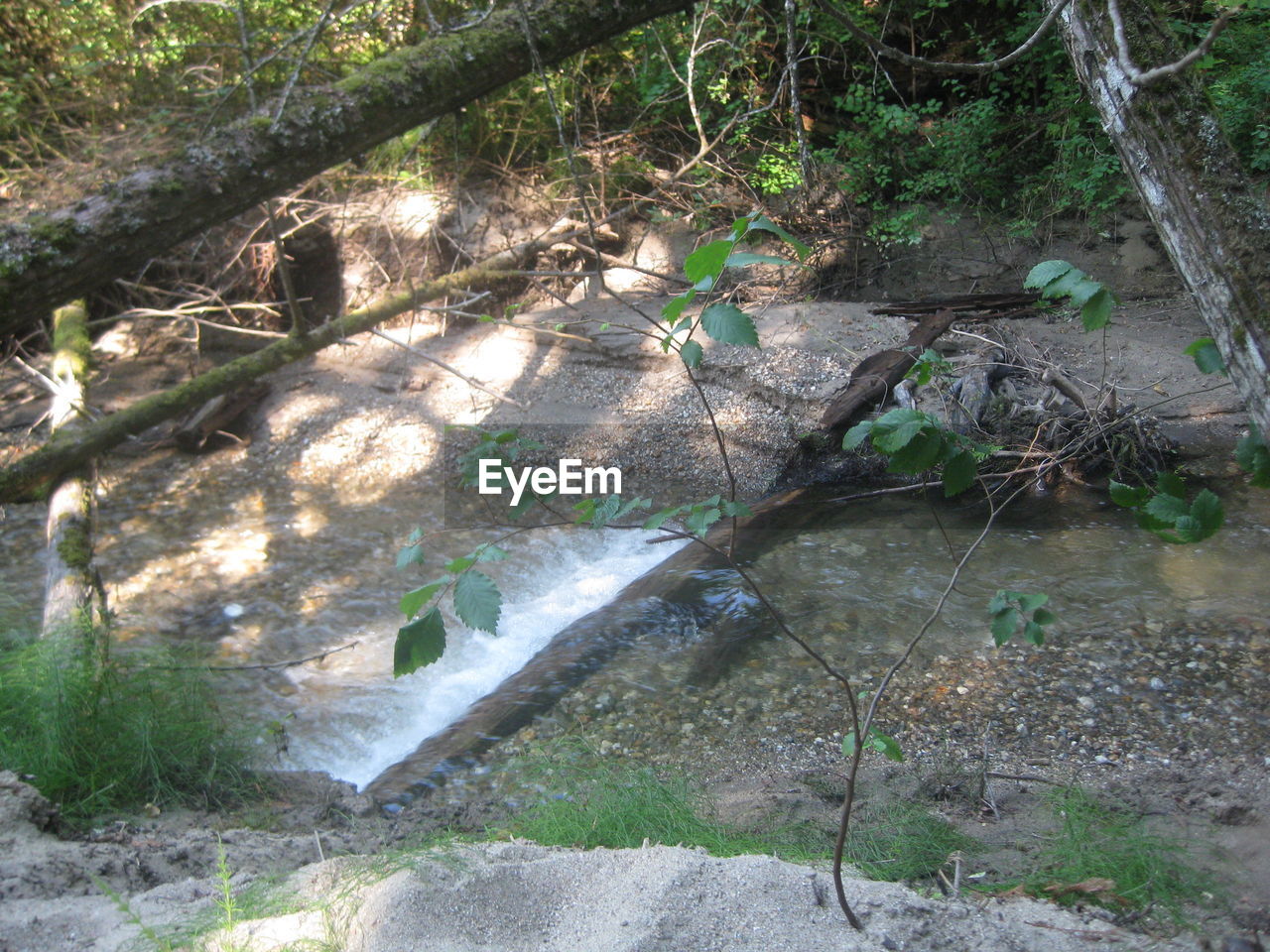 PLANTS IN FOREST