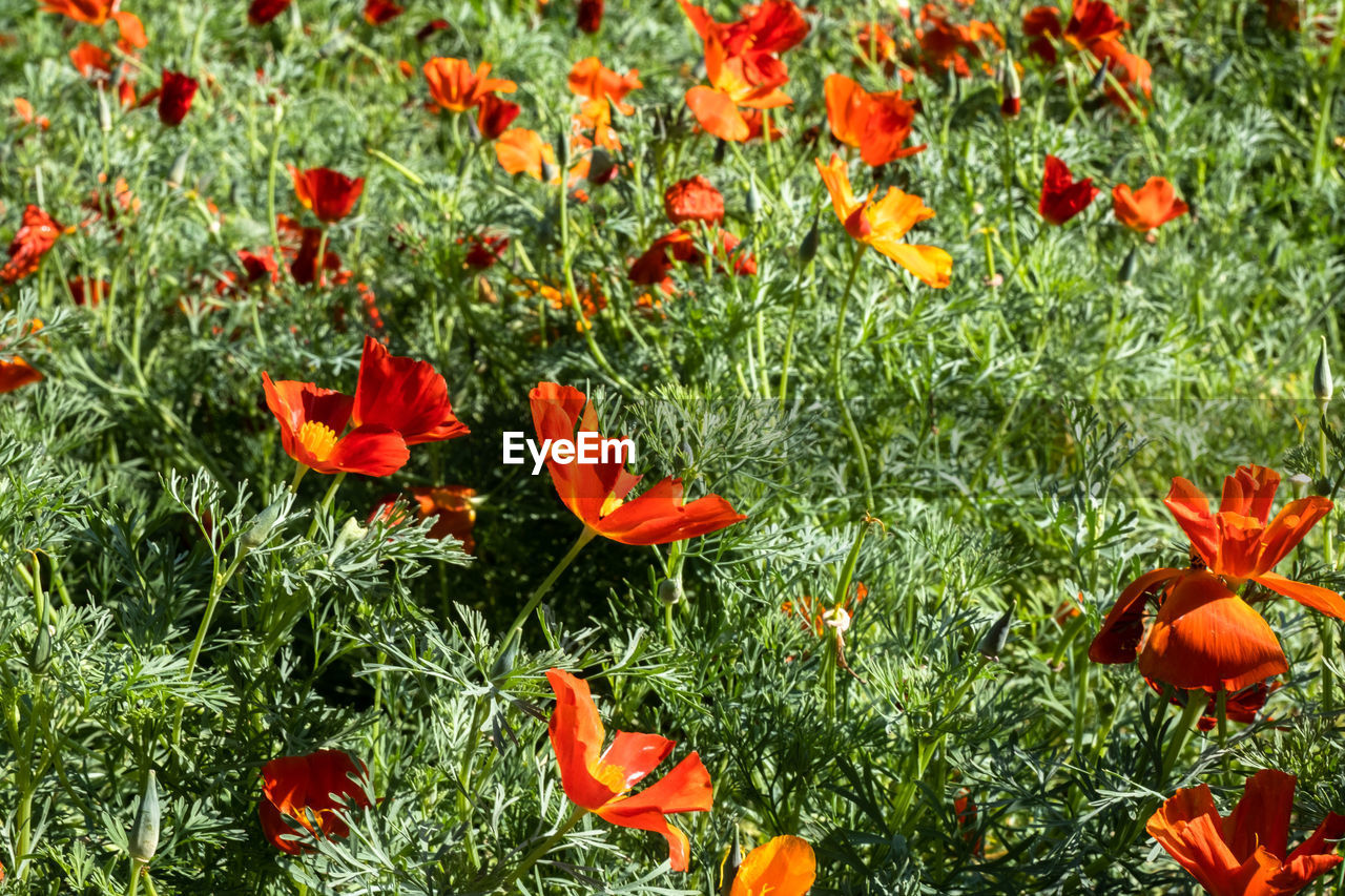 plant, flower, flowering plant, growth, beauty in nature, freshness, meadow, fragility, field, nature, orange color, land, poppy, no people, day, green, petal, high angle view, red, flower head, wildflower, prairie, inflorescence, grass, close-up, outdoors, botany, lawn, tranquility