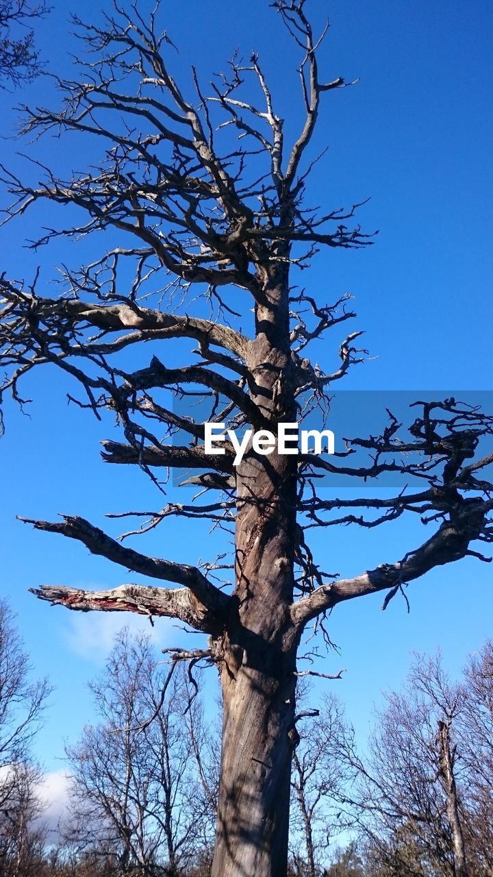 LOW ANGLE VIEW OF TREE AGAINST BLUE SKY