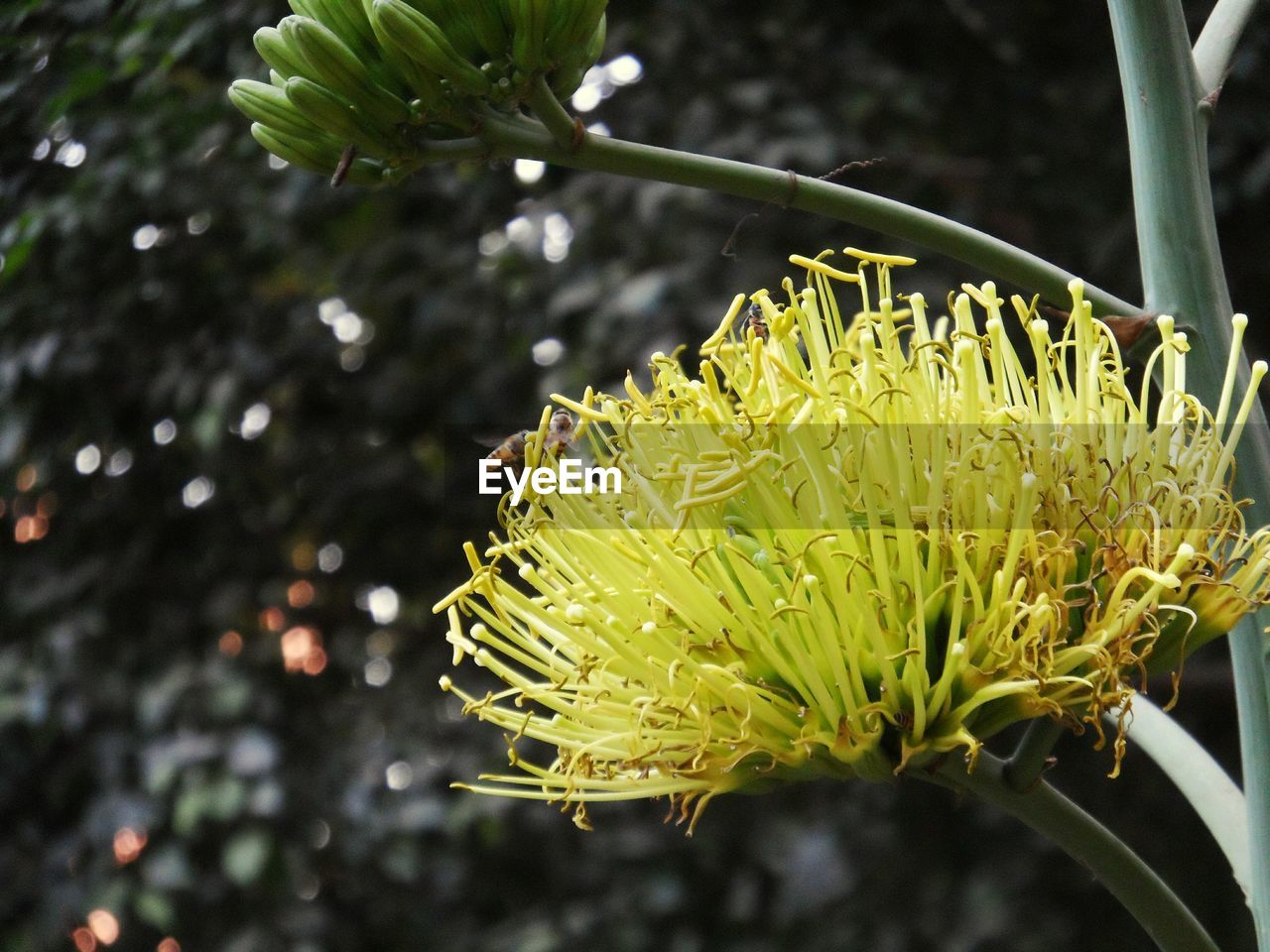 CLOSE-UP OF PLANT AGAINST TREES