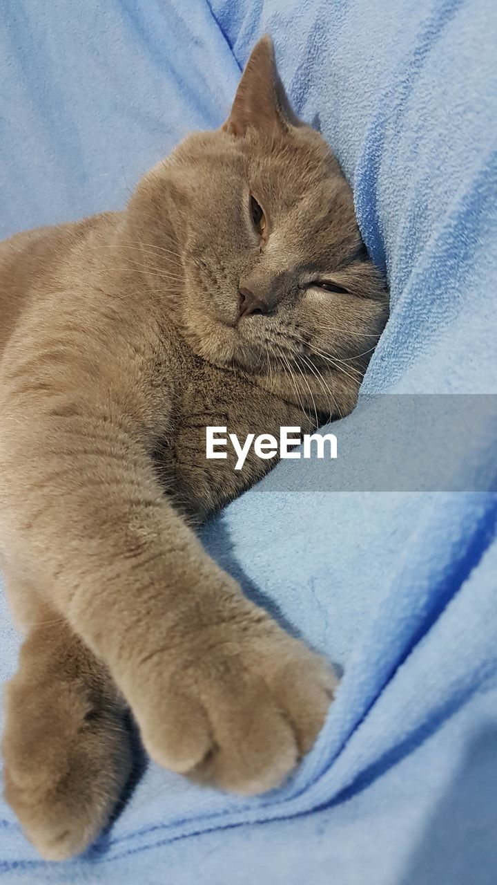 CLOSE-UP OF A CAT RESTING