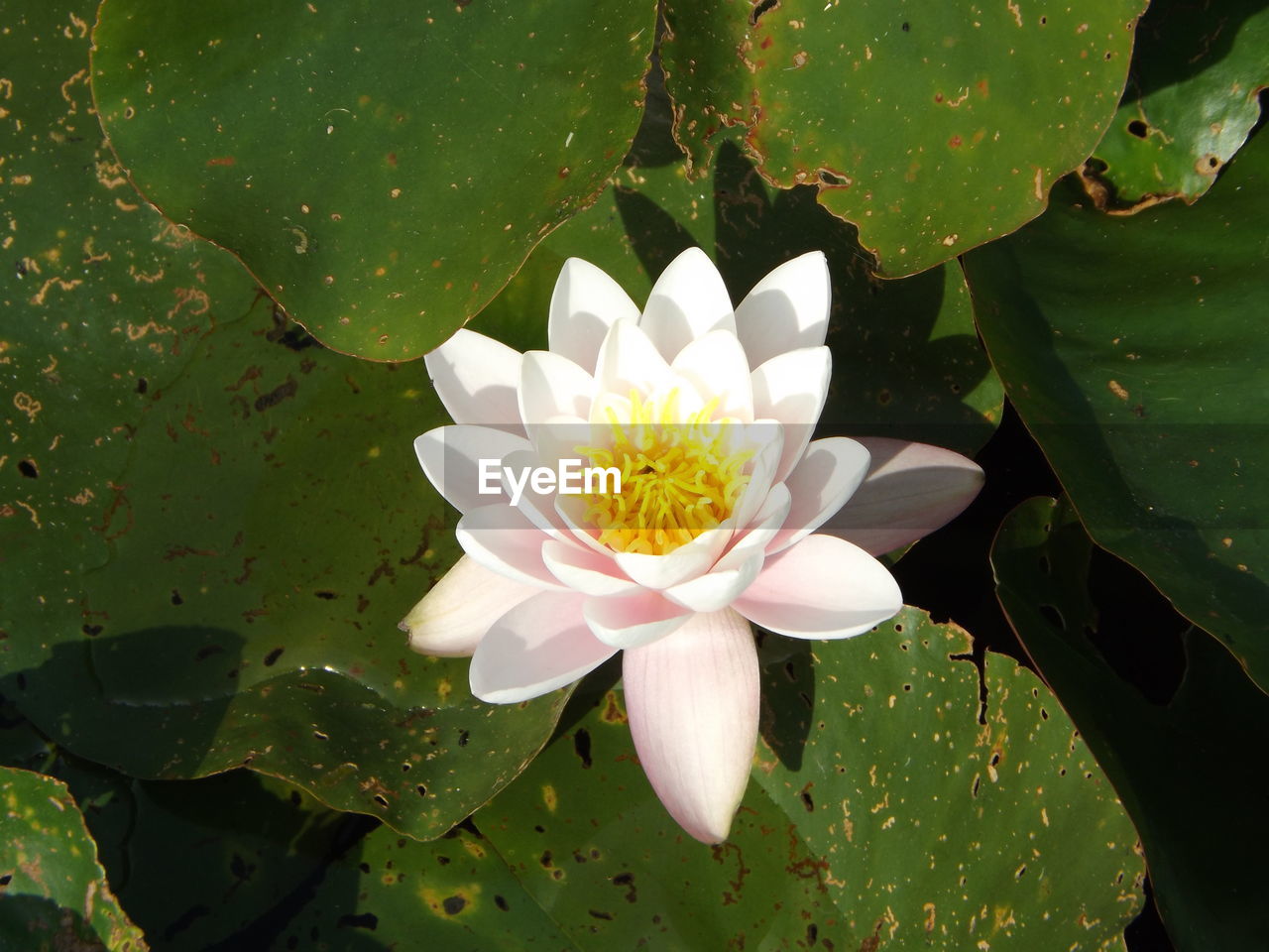 HIGH ANGLE VIEW OF WHITE WATER LILY BLOOMING IN PARK