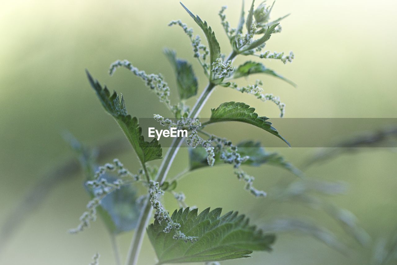 Close-up of flowering plant