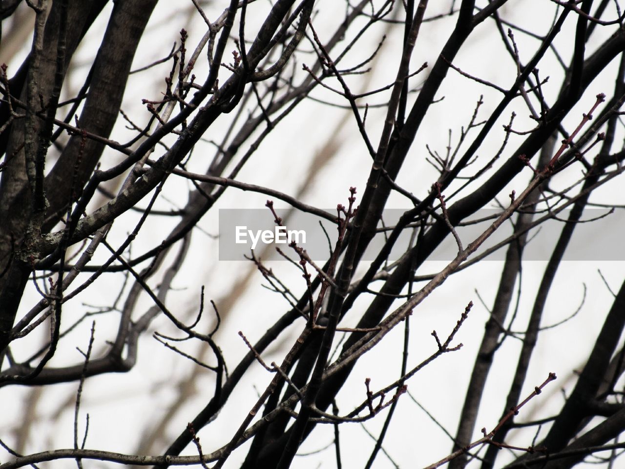 LOW ANGLE VIEW OF BARE TREE AGAINST THE SKY