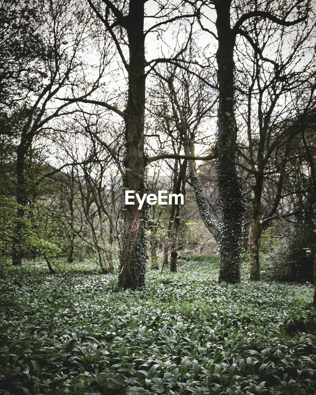 TREES GROWING IN FOREST