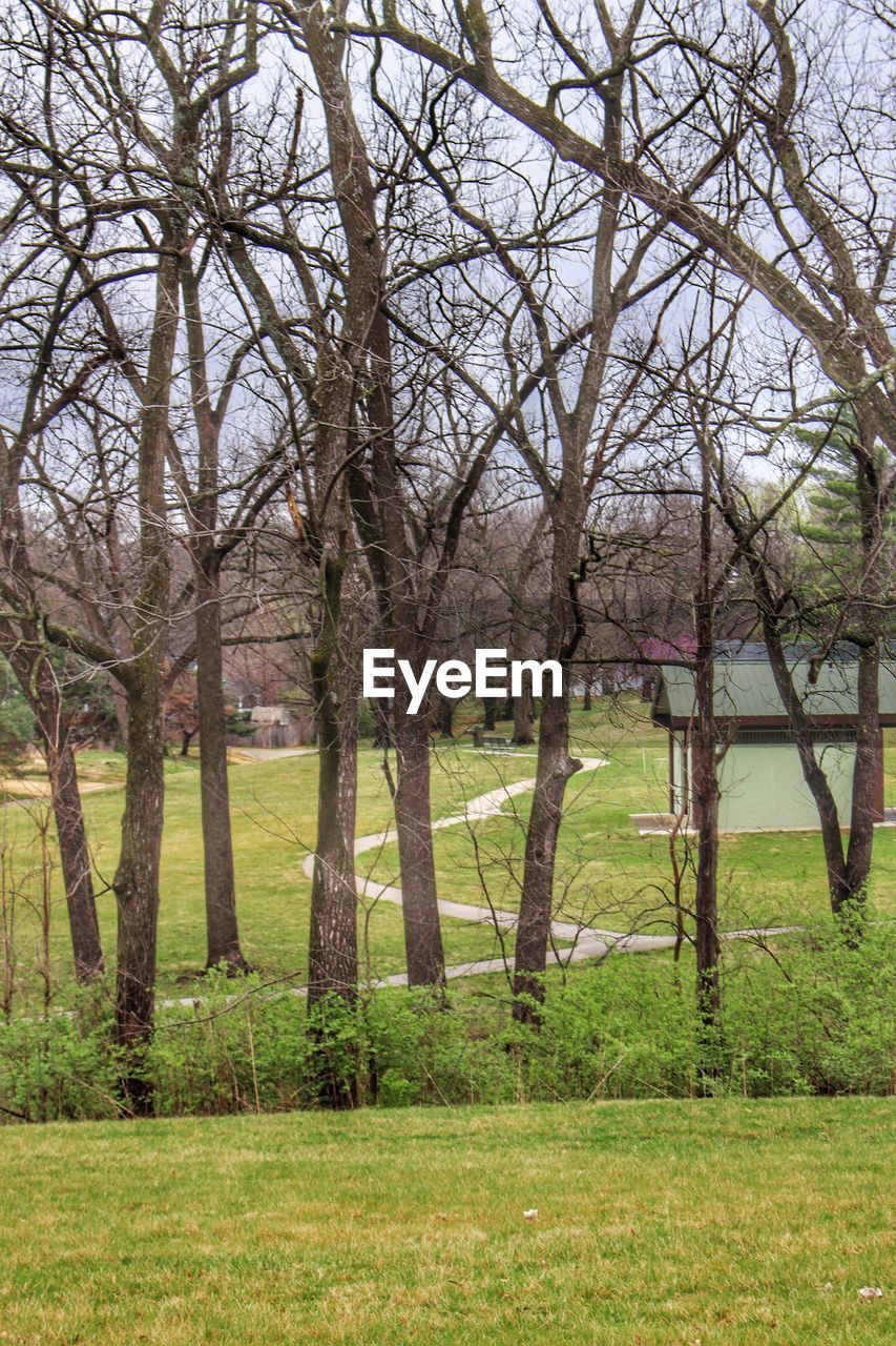 TREES ON FIELD