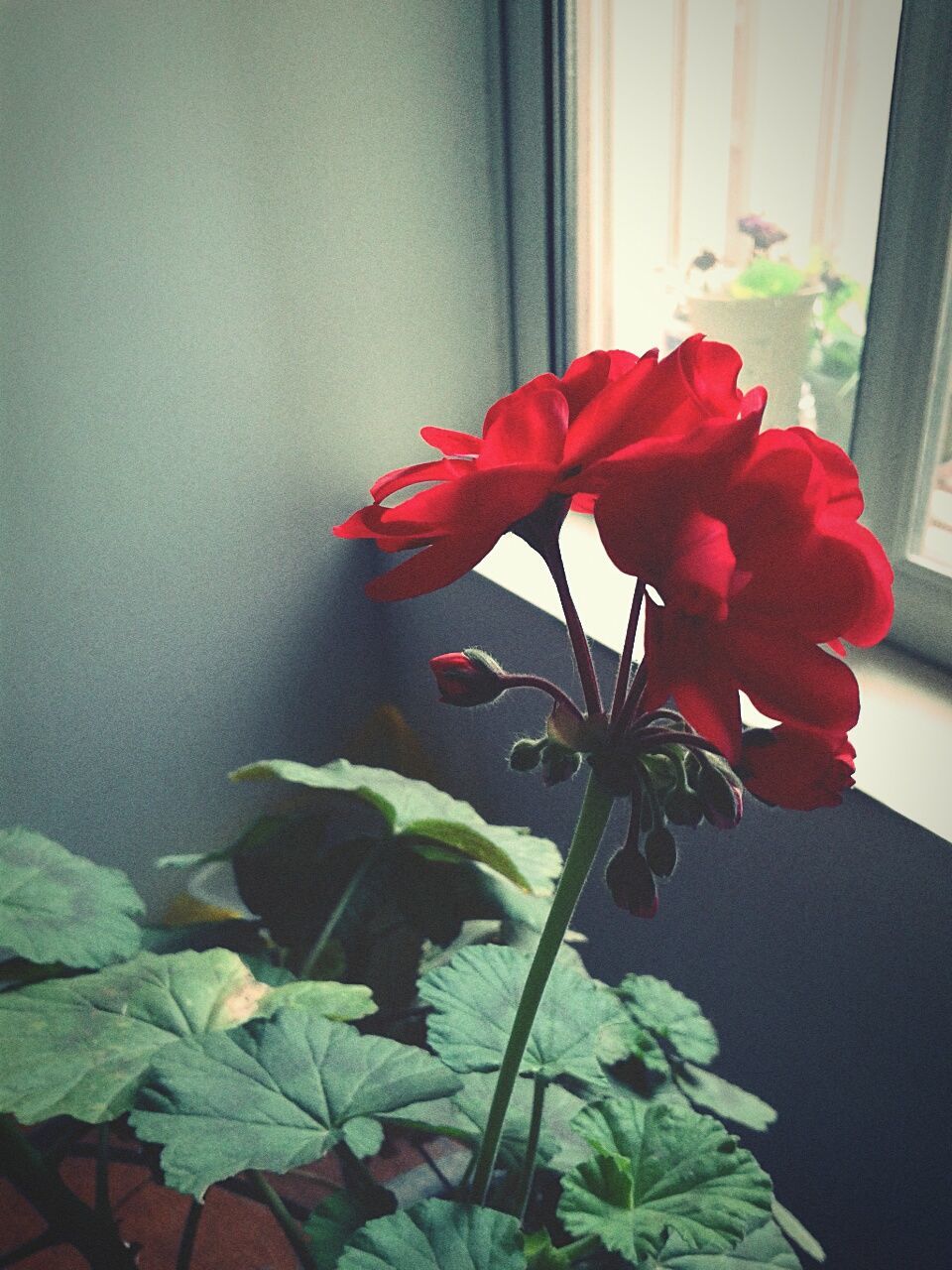 CLOSE-UP OF RED FLOWERS