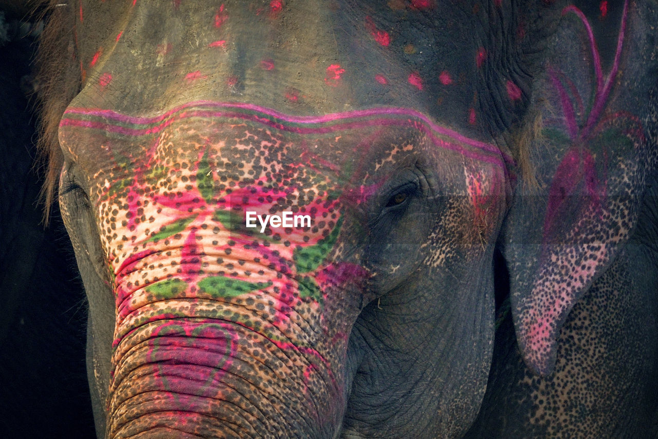 CLOSE-UP OF ELEPHANT IN A ANIMAL