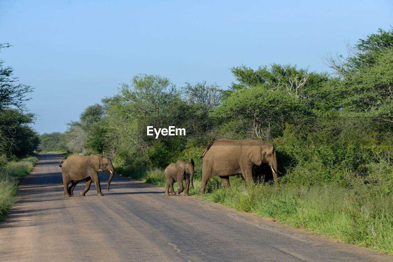 ELEPHANT WALKING BY ROAD AGAINST CLEAR SKY