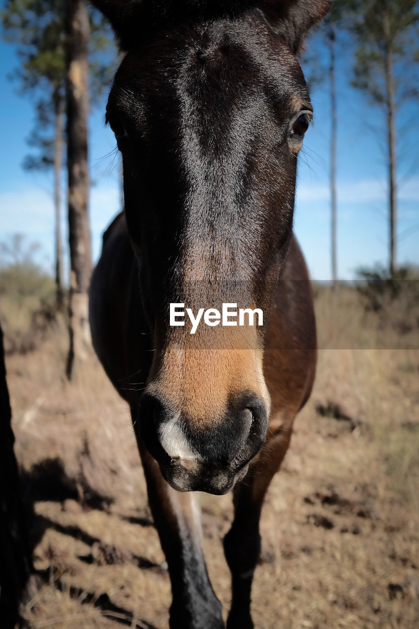 Close-up of a horse on field