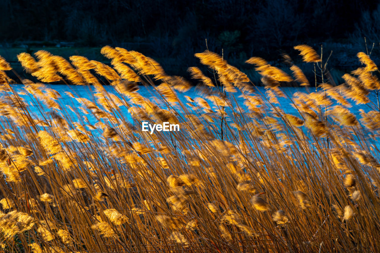 Reed thicket, arundo donax plants, photographed in spring, backlit.